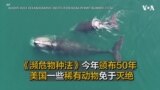 《濒危物种法》今年颁布50年 美国部分稀有动物免于灭绝