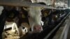 “Корови наступали на міни”: Український фермер розповів про окупацію та відновлення господарства. Відео