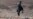 Aid Group: World Failing Afghanistan During Major Locust Outbreak