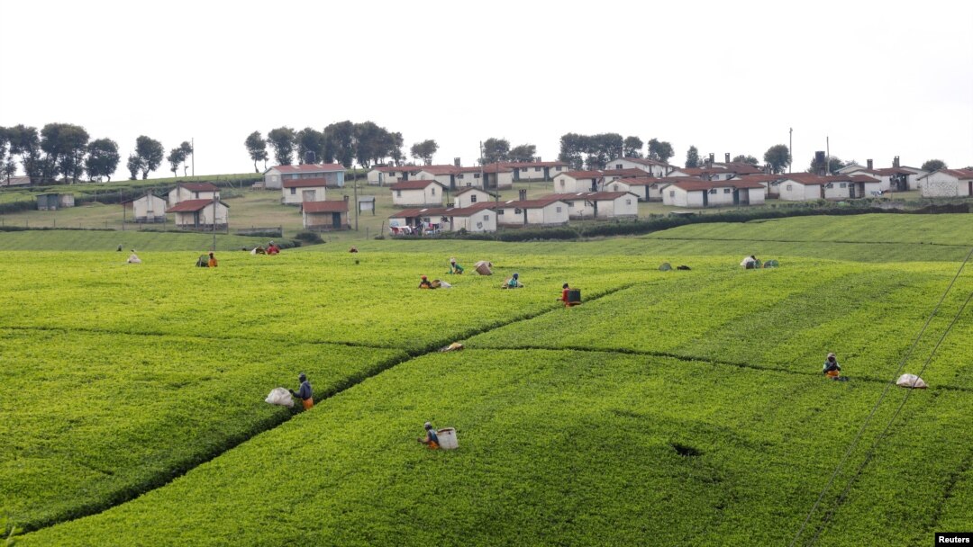 FILE - Workers harvest tea leaves at a plantation near Limuru, Kenya, March 24, 2022. The BBC uncovered, Feb. 20, 2023, evidence of sexual exploitation on Kenyan tea plantations that supply some of Britain’s most popular brands.