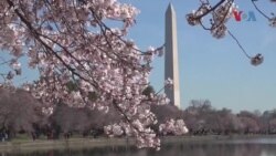 Цутот на црешите во Вашингтон 