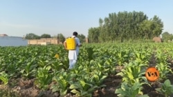 ورلڈ نو ٹوبیکو ڈے: تمباکو کے کسان دیگر فصلوں کی جانب کیوں جا رہے ہیں؟ 