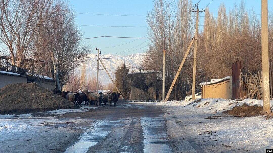 Toshkent viloyati, 22-yanvar, 2023 