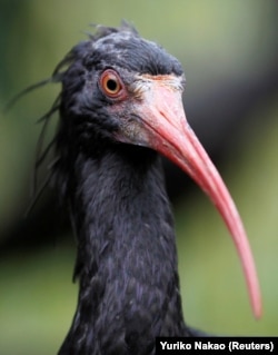 FILE - The waldrapp, a critically endangered species, sits inside the breeding aviary cage at the Preservation and Research Center in Yokohama, south of Tokyo, October 25, 2010. (REUTERS/Yuriko Nakao/File Photo)