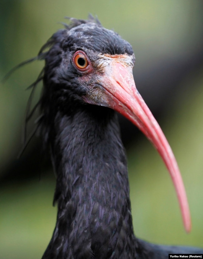 FILE - The waldrapp, a critically endangered species, sits inside the breeding aviary cage at the Preservation and Research Center in Yokohama, south of Tokyo, October 25, 2010. (REUTERS/Yuriko Nakao/File Photo)