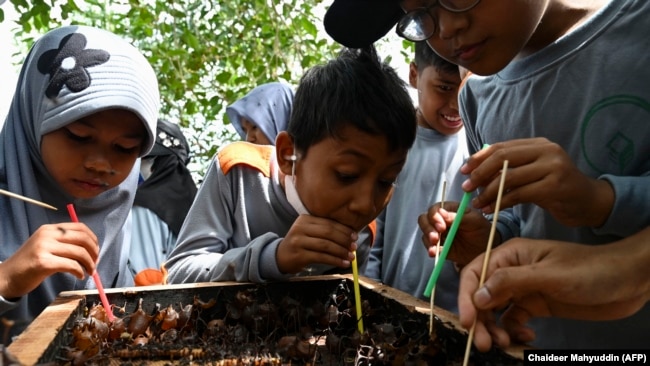 Sejumlah pelajar sedang mengamati sarang lebah dalam kunjungan ke peternakan lebah di Blang Bintang, Provinsi Aceh, 25 Agustus 2022. (Foto: Chaideer Mahyuddin/AFP)