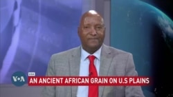 US-Based Teff Farmer to Export Staple Back to Ethiopia as Food Assistance 