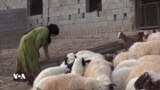 بەخێوکردنی مەڕوماڵاتی کوردەکان لەلایەن خێزانە عەرەبەکانەوە