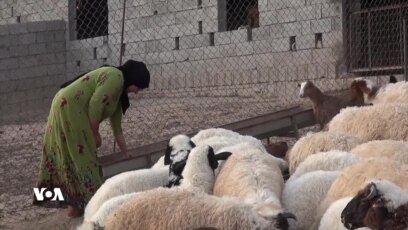 بەخێوکردنی مەڕوماڵاتی کوردەکان لەلایەن خێزانە عەرەبەکانەوە