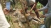 Seekor harimau Sumatra mati terkena jerat di Jorong Tikalak, Nagari Tanjung Beringin Selatan, Kecamatan Lubuk Sikaping, Kabupaten Pasaman, Provinsi Sumatra Barat. Selasa 16 Mei 2023. (Courtesy: BKSDA Sumbar)