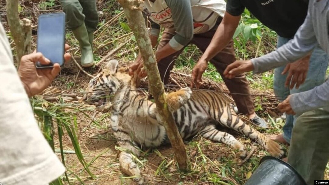 Seekor harimau Sumatra mati terkena jerat di Jorong Tikalak, Nagari Tanjung Beringin Selatan, Kecamatan Lubuk Sikaping, Kabupaten Pasaman, Provinsi Sumatra Barat. Selasa 16 Mei 2023. (Courtesy: BKSDA Sumbar)