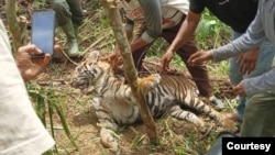 Seekor harimau Sumatra mati terkena jerat di Jorong Tikalak, Nagari Tanjung Beringin Selatan, Kecamatan Lubuk Sikaping, Kabupaten Pasaman, Provinsi Sumatra Barat. Selasa 16 Mei 2023. (Courtesy: BKSDA Sumbar)