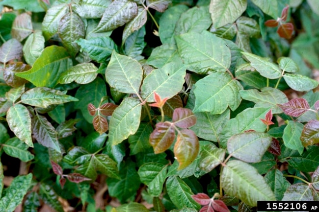 This undated image provided by Bugwood.org shows a dense mat of poison ivy growing in Ohio. (Ohio State Weed Lab/The Ohio State University/Bugwood.org via AP)