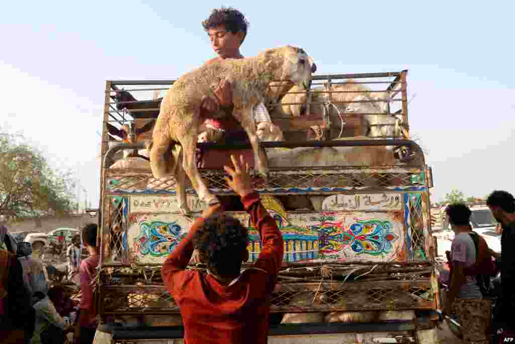 Yemenis load a sheep onto a truck at a livestock market south in Hays, south of Hodeidah.