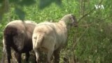 Овци помагаат во отстранување инванзивни растенија на островот Гувернерс во Њујорк