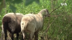 Овци помагаат во отстранување инванзивни растенија на островот Гувернерс во Њујорк