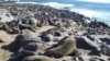 FILE - Thousands of seals rest at Cape Cross in southwest Namibia in July 2005. Namibian officials have called for a large harvest of adult and pup seals in 2024.