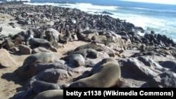 FILE - Thousands of seals rest at Cape Cross in southwest Namibia in July 2005. Namibian officials have called for a large harvest of adult and pup seals in 2024.