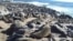 FILE - Thousands of seals rest at Cape Cross in southwest Namibia in July 2005. Namibian officials have called for a large harvest of adult and pup seals in 2024.