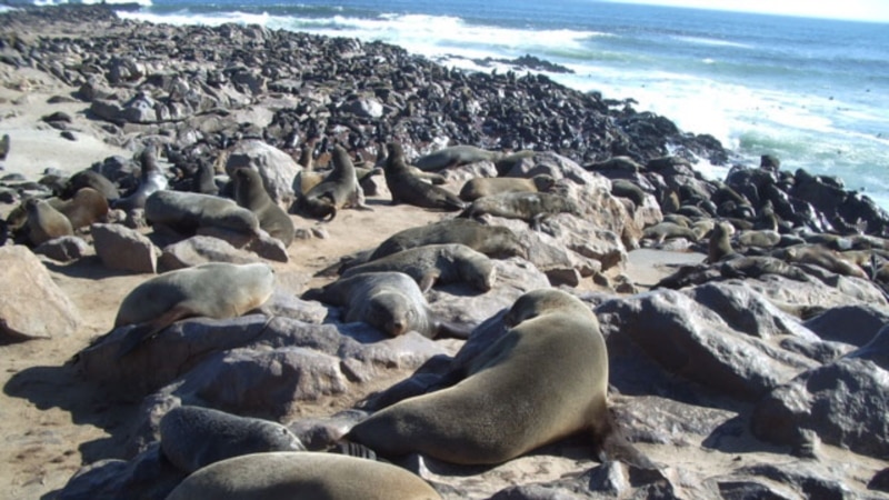 Namibia struggles with growing seal population that threatens fishing industry