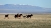 FILE - Wild horses gallop on the Fort McDermitt Paiute-Shoshone Indian Reservation near McDermitt, Nevada, April 25, 2023.