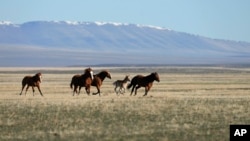 FILE - Wild horses gallop on the Fort McDermitt Paiute-Shoshone Indian Reservation near McDermitt, Nevada, April 25, 2023.