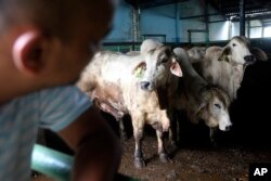 Sapi yang diimpor dari Australia di rumah pemotongan hewan pemerintah di dekat Medan, Sumatera Utara, 1 Agustus 2023. Indonesia menangguhkan impor sapi hidup dari empat fasilitas Australia setelah menemukan kasus penyakit kulit menggumpal (LSD) pada ternak yang dikirim dari Australia. (AP/Binsar Sakkara)