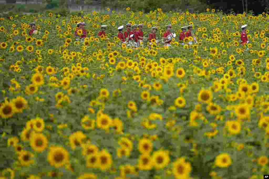 Para anggota band militer berjalan melewati ladang bunga matahari di kota Paju, Korea Selatan. (AP)&nbsp;