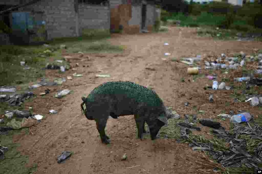 A pig, coated with a thick greenish film that grows on the lake, sniffs the ground while foraging near the shore of Lake Maracaibo, in Maracaibo, Venezuela.