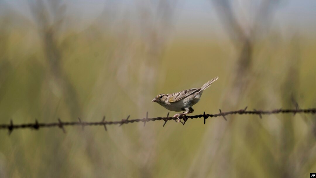 House Sparrow Identification, All About Birds, Cornell Lab of Ornithology