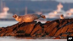 FILE - Harbor seals keep watch from a small island off Portland, Maine, in this July 30, 2020 file photo. (AP Photo/Robert F. Bukaty, file)