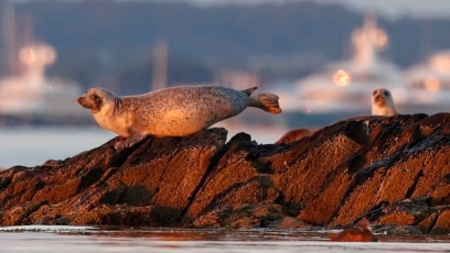 Scientists Say Bird Flu Is Hurting World’s Seal Population