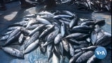 Angola: Pescadores acusam China de pesca ilegal