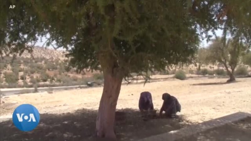 L'arganier du Maroc subit les effets du changement climatique