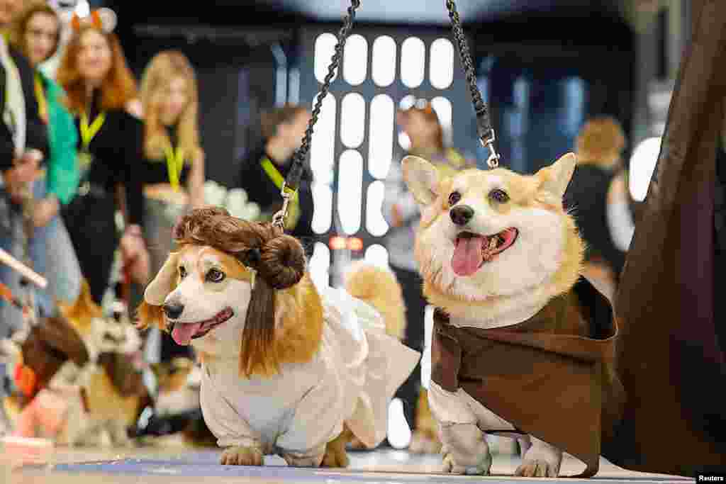 Corgi dogs take part in a costume parade during a Star Wars themed event in Moscow, Russia.