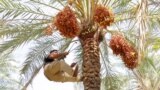 هەوڵدەدرێت گەرمیان بکرێتە نیشتمانی خورما