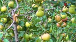 د سوات په يخه سيمه کالام کې د مڼې باغونه مرض او ږلۍ وهلي او باغوانان يې زيانمن کړي دي