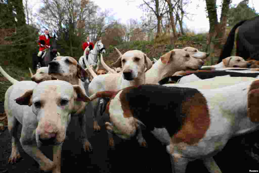 Членовите на Олд Сари, Бурстоу и Вест Кент Хант и нивните кучиња учествуваат во годишниот лов на патеката Боксинг Ден во Чидингстон, Британија.