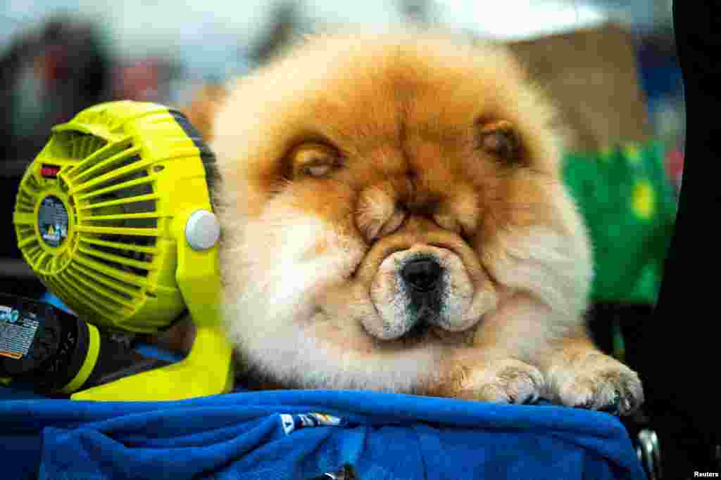 Quan, a Chow Chow dog from New York, cools down before competing during the 148th Westminster Kennel Club Dog Show at the USTA Billie Jean King National Tennis Center in New York City, May 13, 2024.