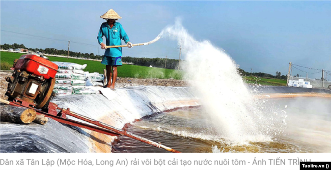 Vẫn cứ nuôi tôm giữa vùng nước ngọt [5] (Hình: TuoiTre.vn)