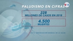 Visión Salud: El paludismo, enfermedad que sigue sembrando temor