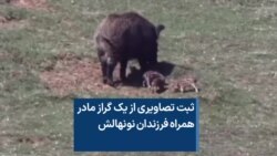 ثبت تصاویری از یک گراز مادر همراه فرزندان نونهالش