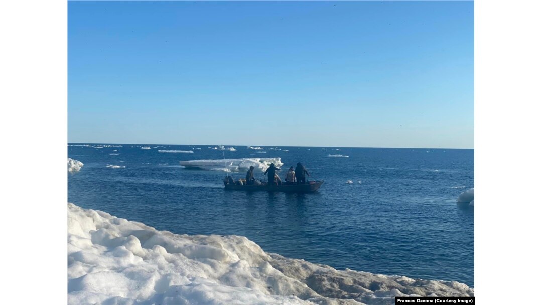 Photo show hunters at work in Bering Sea waters, Tuesday, June 18, 2024. Courtesy Frances Ozenna.