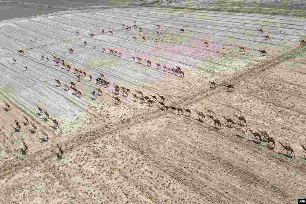 This aerial view shows a flock of camels grazing in the Khamisiyah area southeast of Baghdad, Iraq.