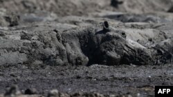 Hippos are stuck in a dried up channel near the Nxaraga village in the Okavango Delta on the outskirts of Maun, Botswana, April 25, 2024. 