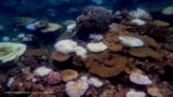 Sejumlah terumbu karang di Great Barrier Reef, Australia, memutih saat para peneliti melakukan pemantauan di kawasan tersebut pada 16 Maret 2024. (Foto: Australian Institute of Marine Science/Veronique Mocellin/ Handout via Reuters)