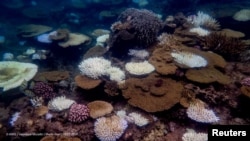 Coral reefs bleach in the Great Barrier Reef as scientists conduct in-water monitoring in Martin Reef, March 16, 2024, in this handout obtained by Reuters on April 12, 2024. (Australian Institute of Marine Science/Veronique Mocellin/ Handout via Reuters)
