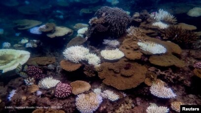 Warming oceans hit coral reefs with 4th massive bleaching event