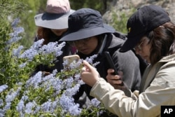 College students and members of Baja California's conservation organization Baja Rare document native plants in the Ejido Jacume in the Tecate municipality of Baja Calif., Mexico, April 19, 2024.