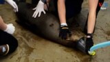 thumbnail Rescuers Save California Sea Lions, Dolphins from Toxic Algae Effects